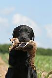 LABRADOR 442